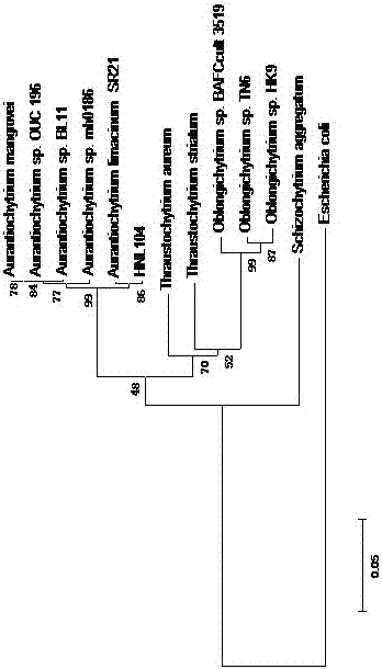 Ocean protist and method for fermenting and producing high-value-added lipid product