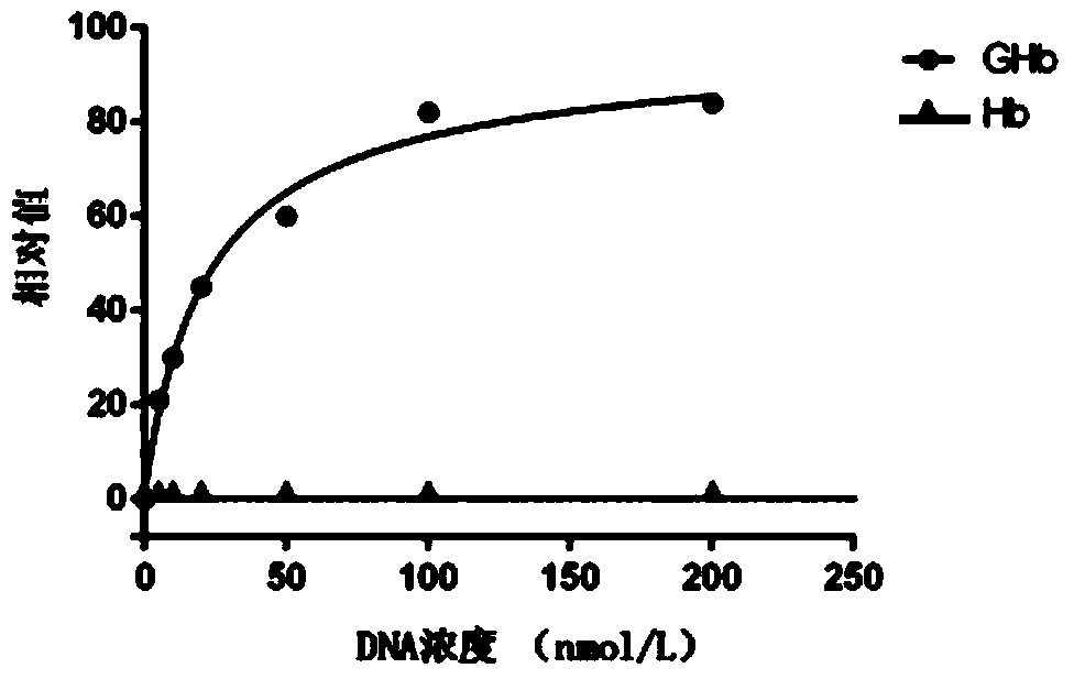 Aptamer of glycosylated hemoglobin and preparation method thereof