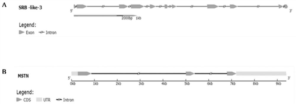 Gene editing method for electrotransfected bivalve mollusks