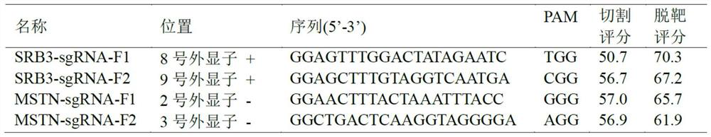 Gene editing method for electrotransfected bivalve mollusks