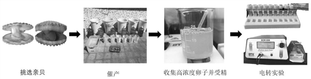 Gene editing method for electrotransfected bivalve mollusks