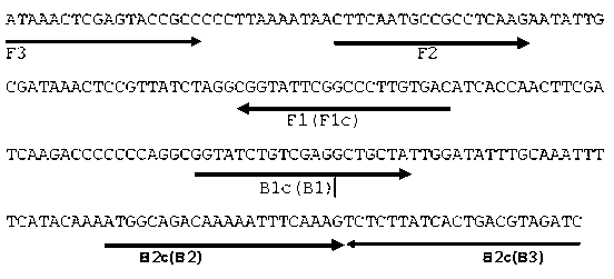 LAMP visual rapid detection kit of silkworm densoviruses and detection method thereof