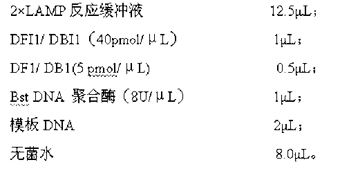 LAMP visual rapid detection kit of silkworm densoviruses and detection method thereof