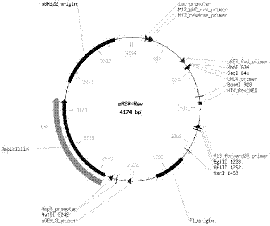 Canine distemper virus (CDV) sensitive cell line and establishment method and application thereof