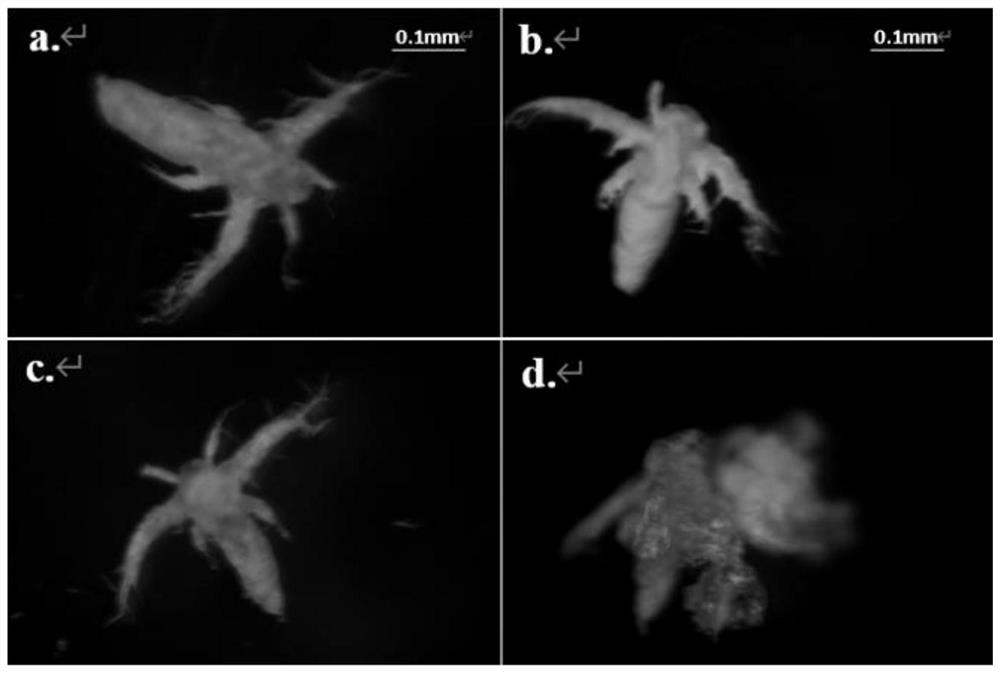 Method for constructing diabetic zebrafish model