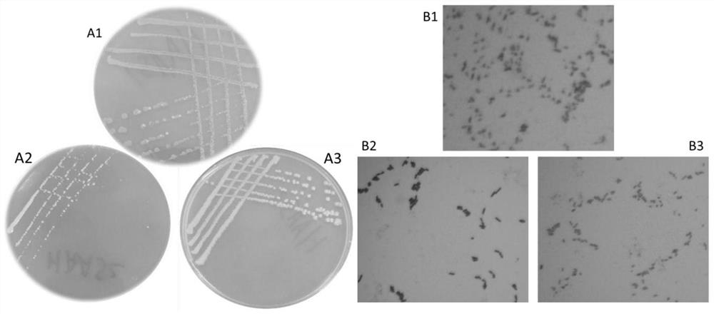 A compound microbial agent for reducing the release of ammonia gas from chicken manure composting and its preparation method and application