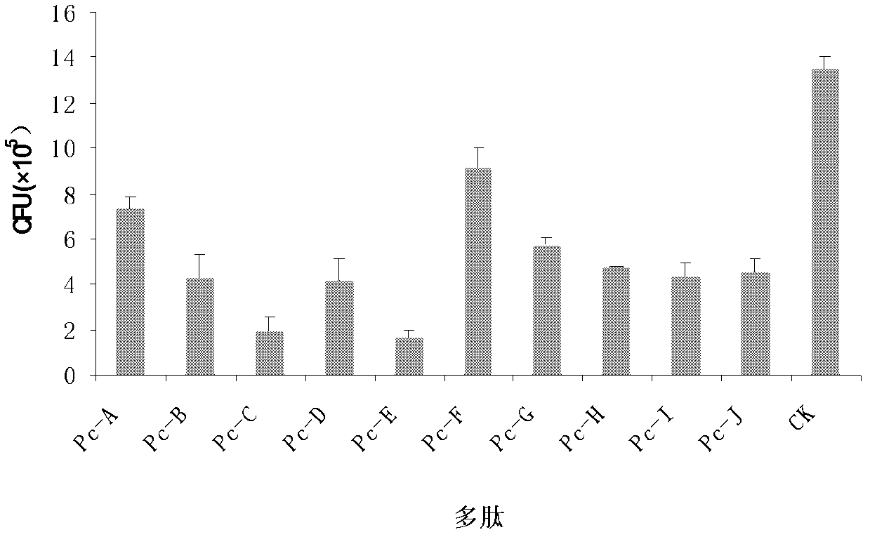 Peptides inhibiting adhesion of aspergillus fumigatus to cornea