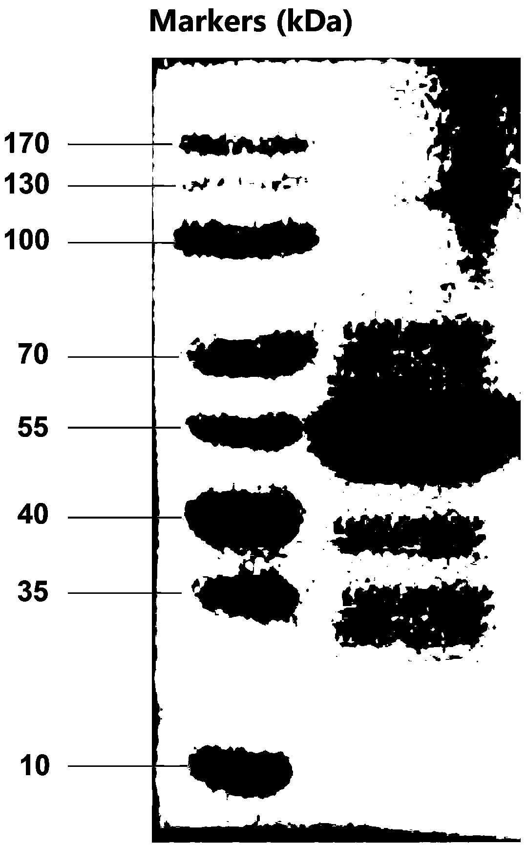 Snake venom prothrombin activator and snake venom prothrombin activator-based fast hemostatic material