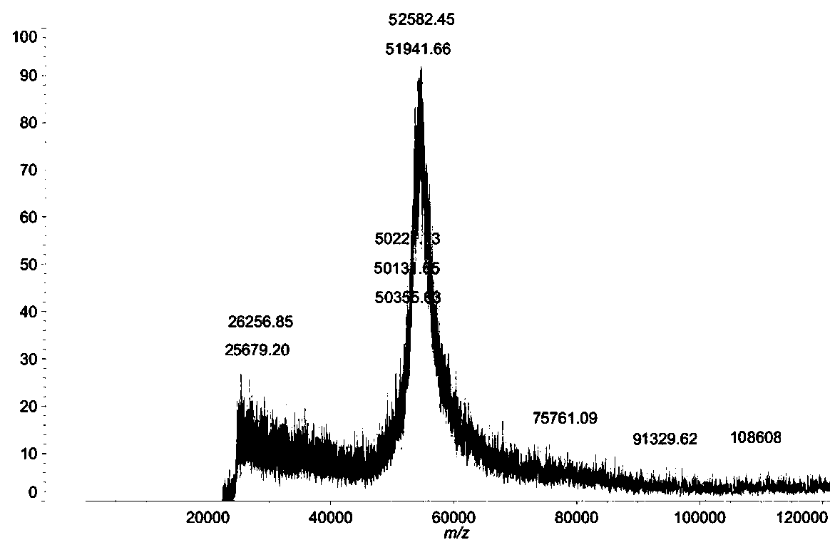 Snake venom prothrombin activator and snake venom prothrombin activator-based fast hemostatic material