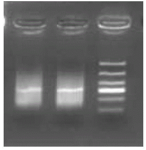 A set of primers, detection method and application for detecting the polymorphism of P.