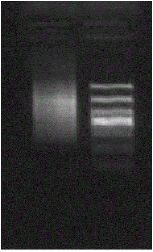 A set of primers, detection method and application for detecting the polymorphism of P.