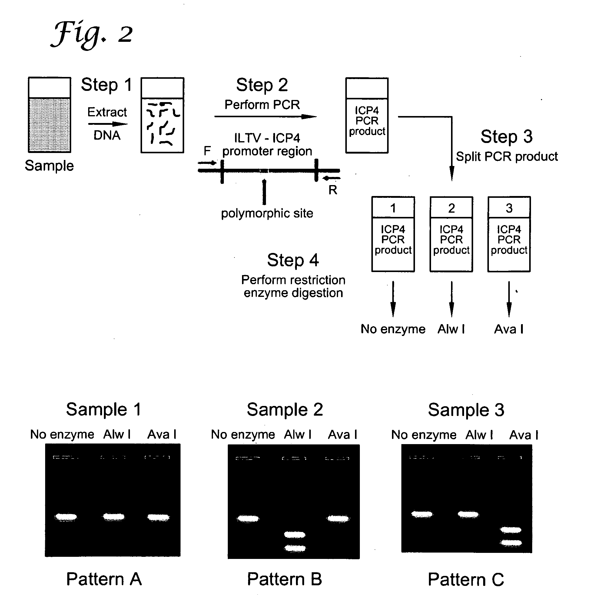 Reverse restriction fragment length polymorphism assay and uses thereof