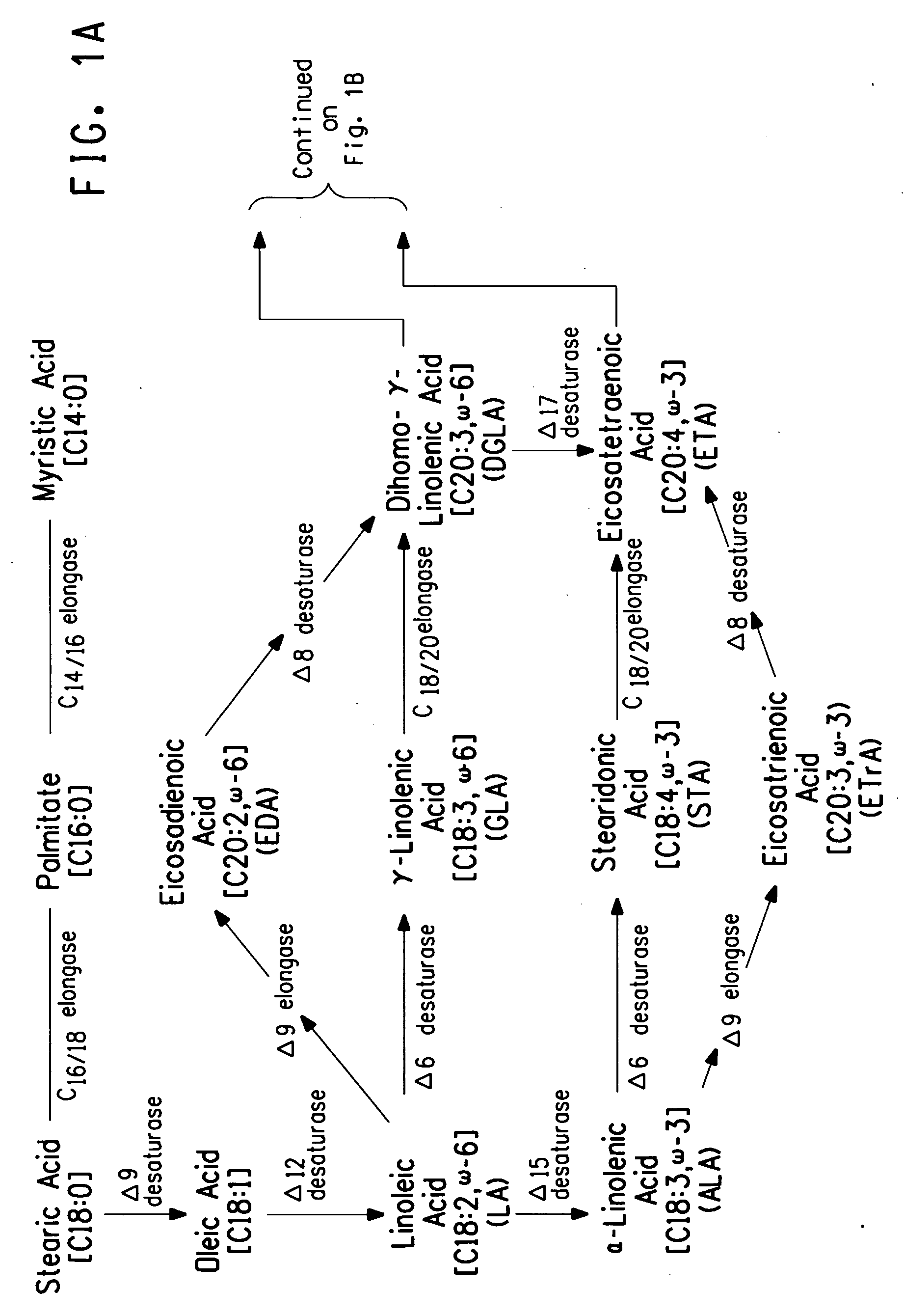 Peroxisome biogenesis factor protein (PEX) disruptions for altering polyunsaturated fatty acids and total lipid content in oleaginous eukaryotic organisms