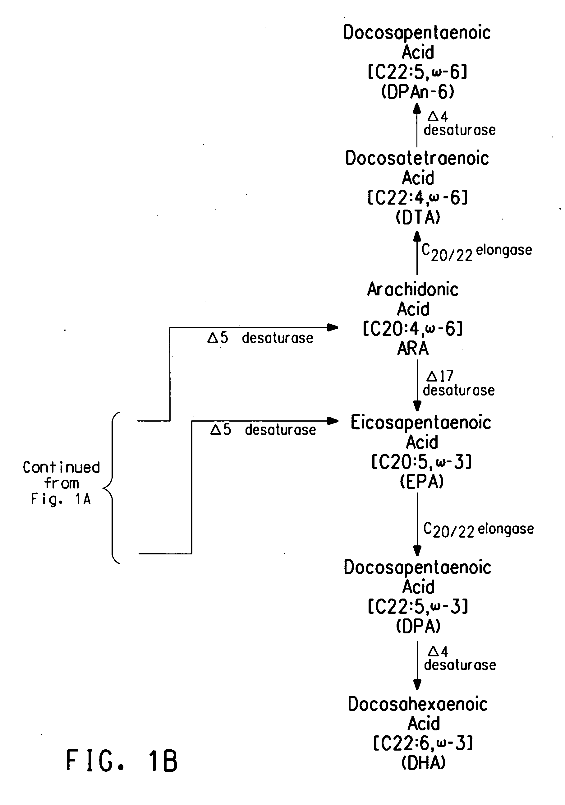 Peroxisome biogenesis factor protein (PEX) disruptions for altering polyunsaturated fatty acids and total lipid content in oleaginous eukaryotic organisms