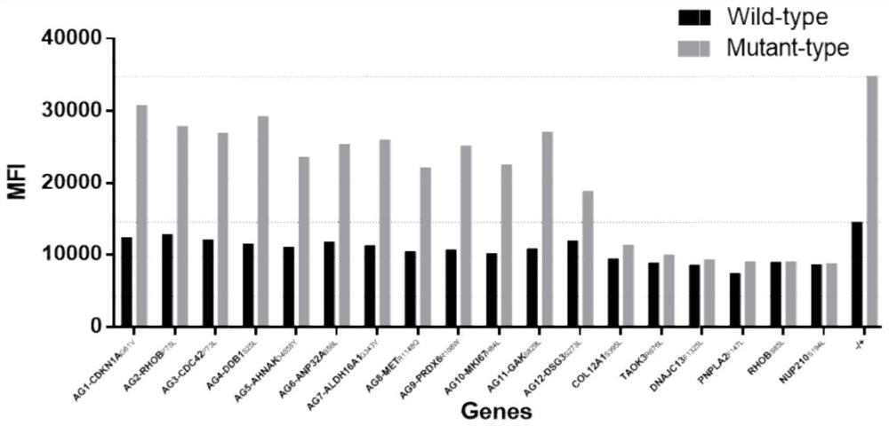 hla-a2-restricted bladder cancer neoantigen peptide sequence and its application