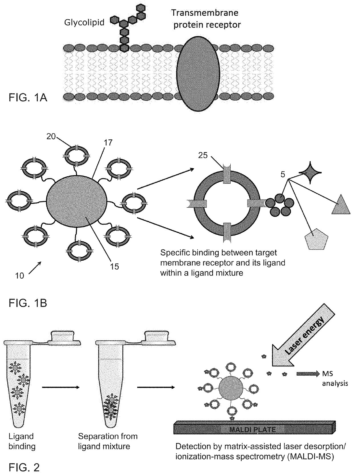 Stabilized vesicle-functionalized microparticles for chemical separations and rapid formation of polymer frits in silica capillaries using spatially-defined thermal polymerization