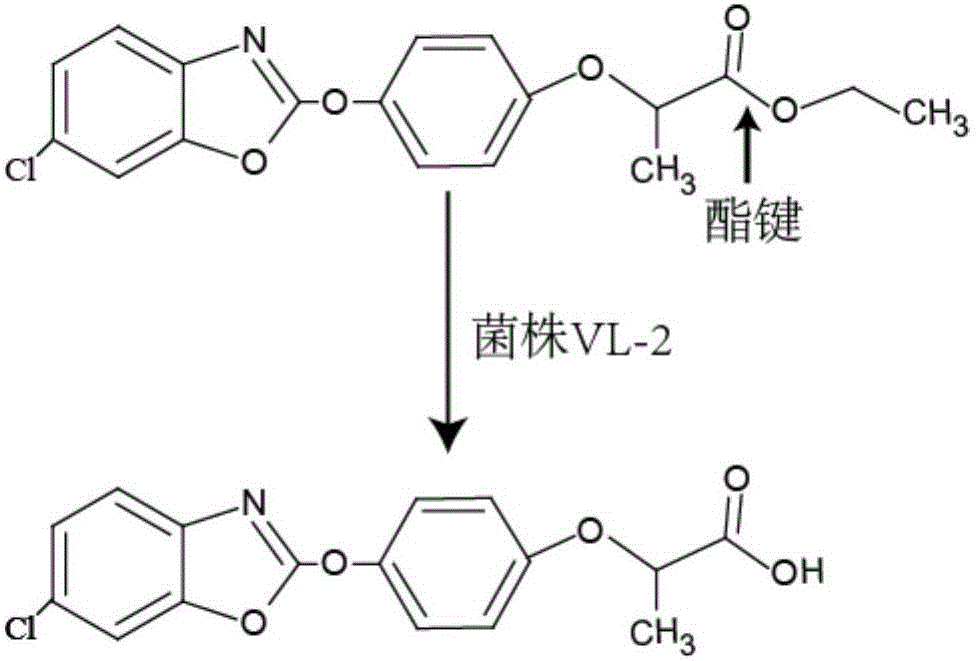 Aryloxyphenoxypropionate weed killer degradation strain and application thereof