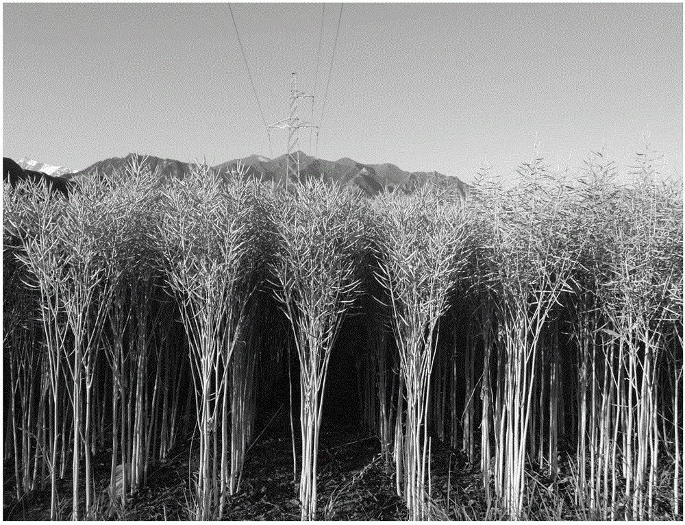 Seed breeding method of naturally-capped dwarf compact cabbage-type rape