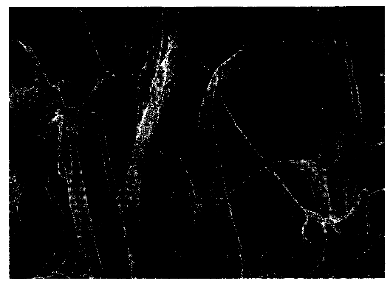 Bone tissue regeneration guiding membrane and preparation method thereof