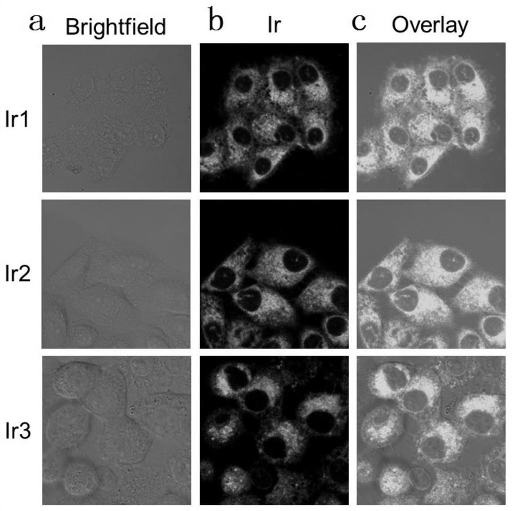 A kind of ring metal iridium metformin complex and its preparation method and application