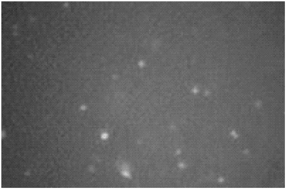 Cavitation-bubble-mediated laser cell transfection method