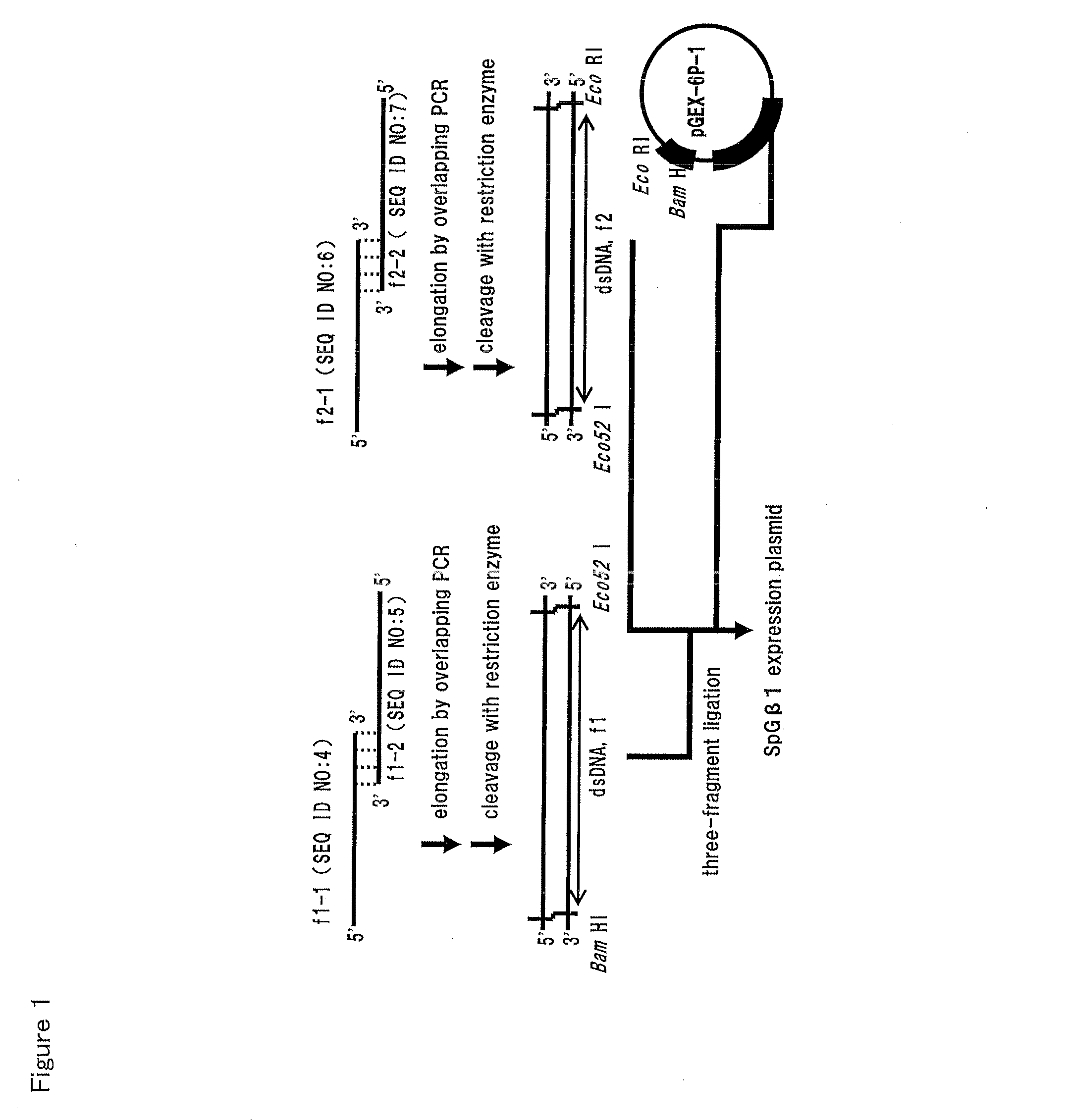 Fab REGION-BINDING PEPTIDE