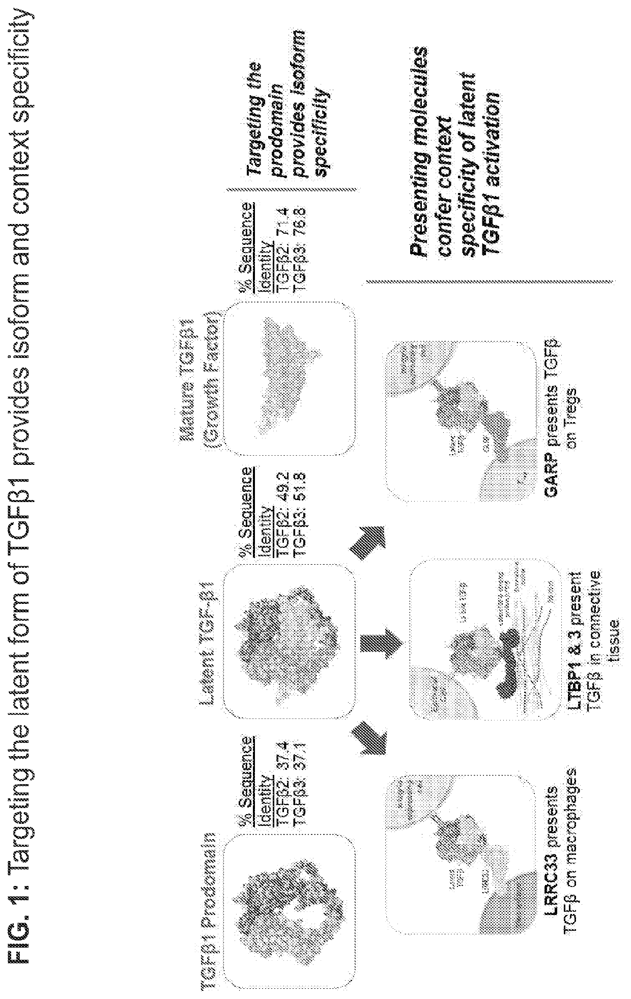 LTBP COMPLEX-SPECIFIC INHIBITORS OF TGFb AND USES THEREOF