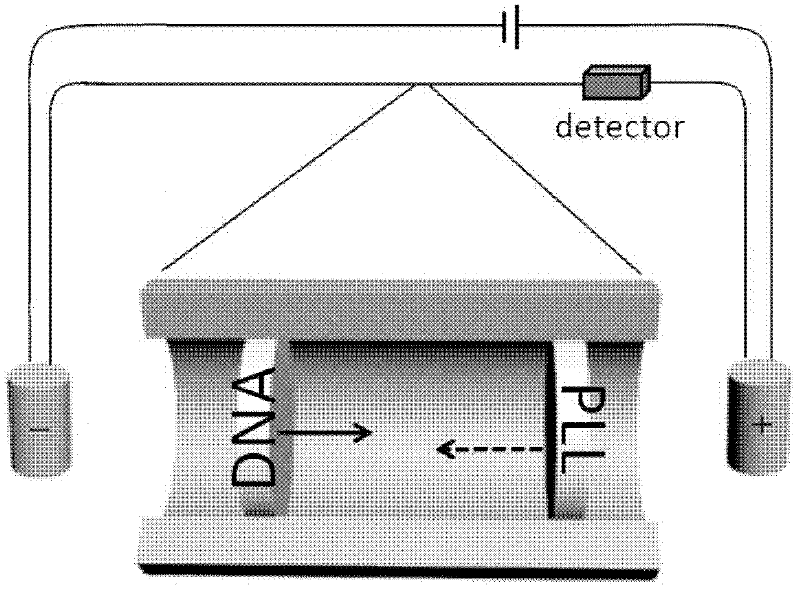 A kind of preparation method of dna or rna complex