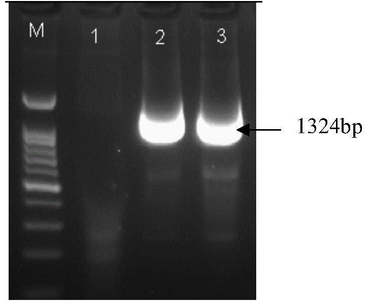 Brown planthopper protein translation elongation factor NlEF1gamma, and encoded protein and application thereof