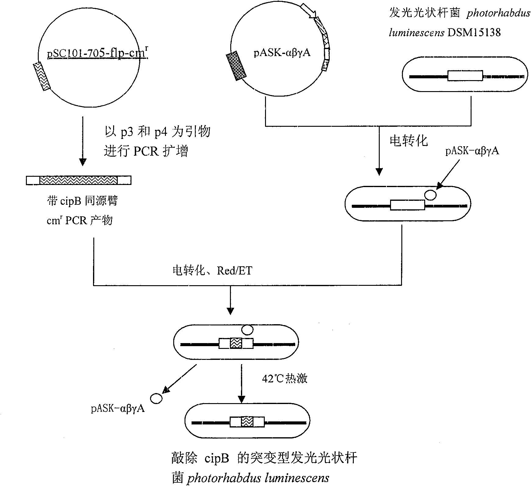 Red/ET recombination method for luminous light shaped bacillus