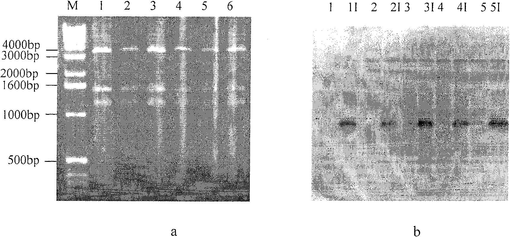 Red/ET recombination method for luminous light shaped bacillus