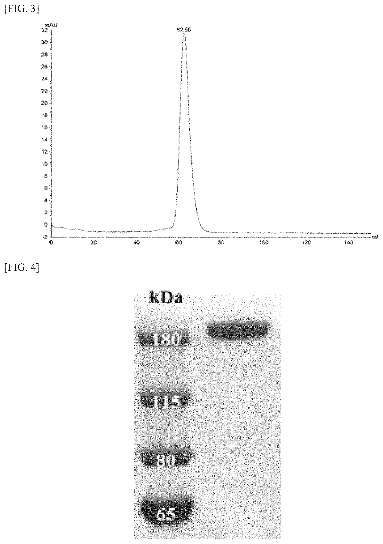 Fusion protein comprising Anti-mesothelin antibody, Anti-cd3 antibody or Anti-egfr antibody, bispecific or trispecific antibody comprising same, and uses thereof