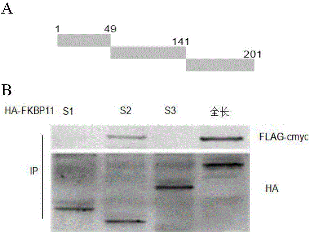 Polypeptide and application of polypeptide in preparation of drugs for treating colitis and colorectal cancers related to colitis