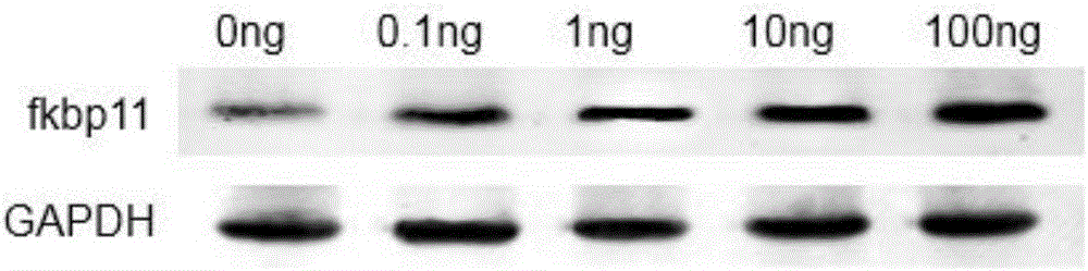 Polypeptide and application of polypeptide in preparation of drugs for treating colitis and colorectal cancers related to colitis