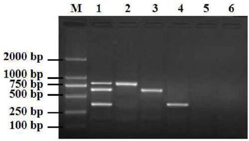 Multiple PCR detection method of swine pathogens