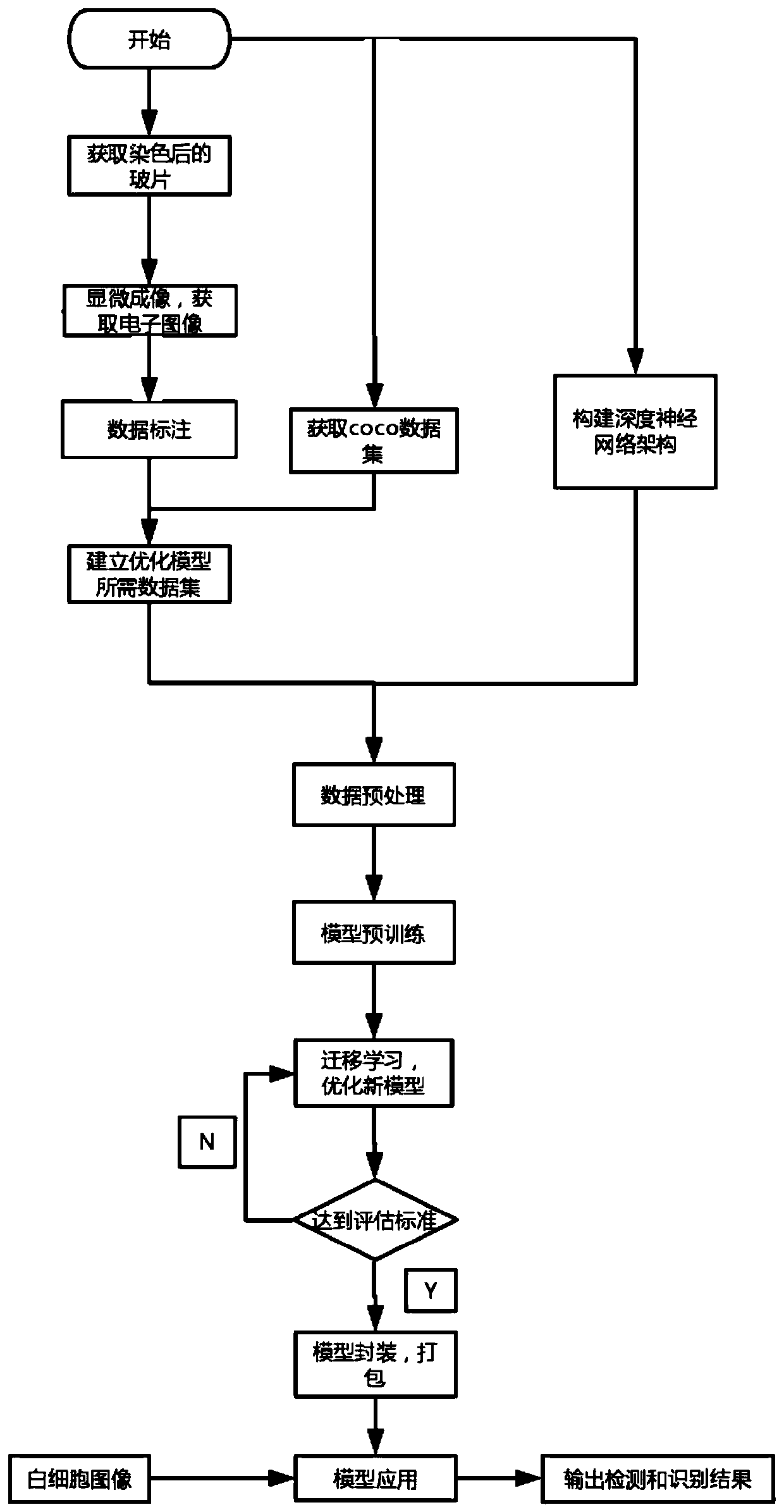 Leukocyte image detection and recognition model construction method based on transfer learning and application