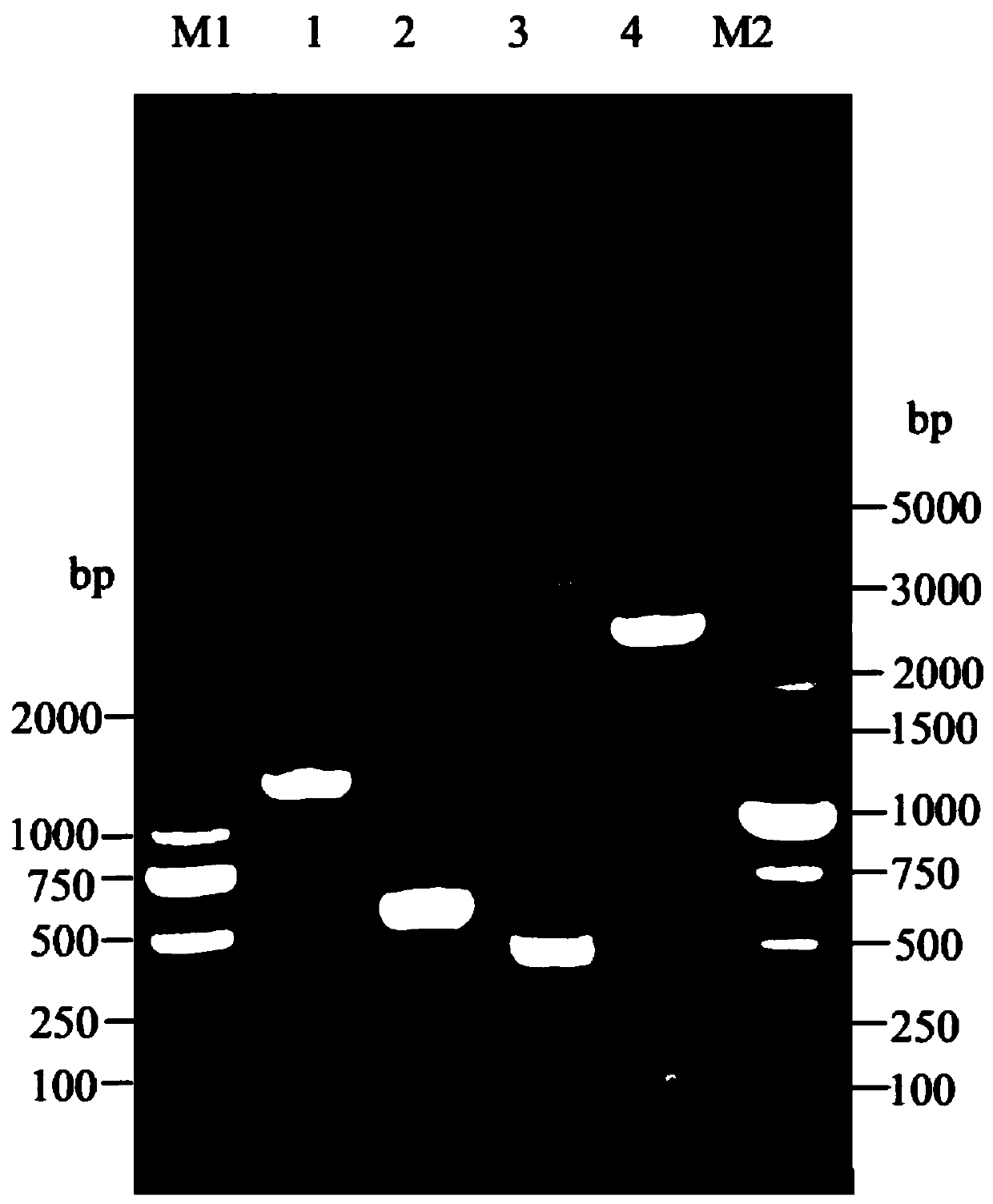 Infectious bursal disease virus dna vaccine and its construction method