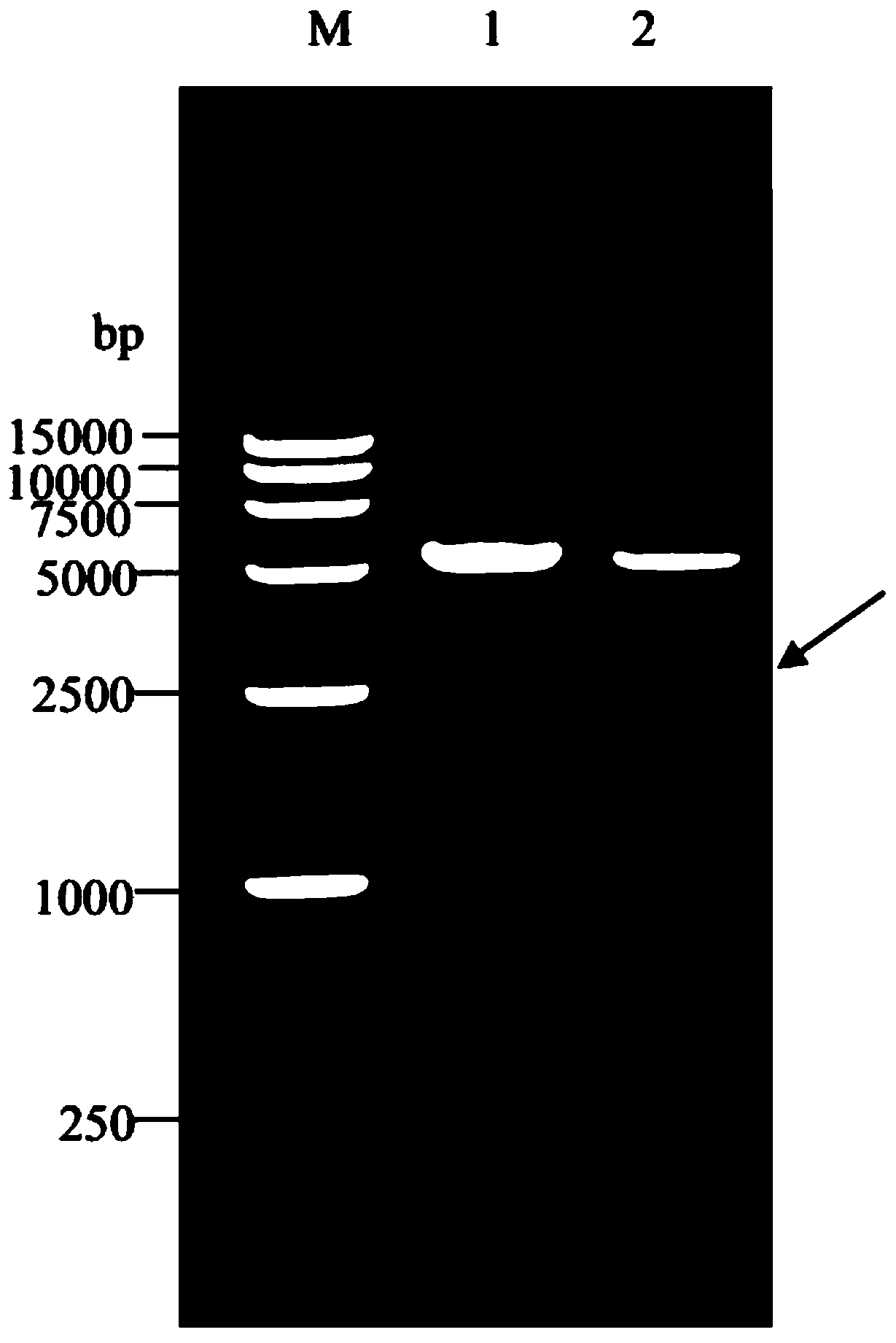 Infectious bursal disease virus dna vaccine and its construction method