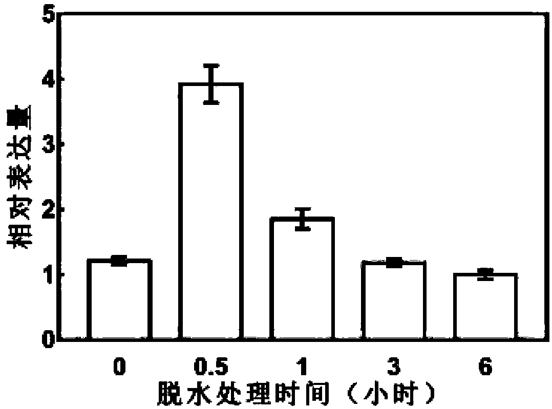 Drought-resistant transcription factor PbrERF109, preparation method and application of transcription factor PbrERF109, encoded protein and application of encoded protein