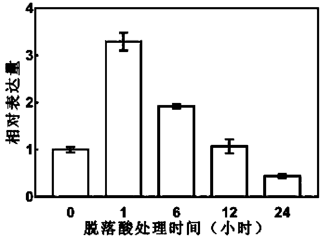 Drought-resistant transcription factor PbrERF109, preparation method and application of transcription factor PbrERF109, encoded protein and application of encoded protein