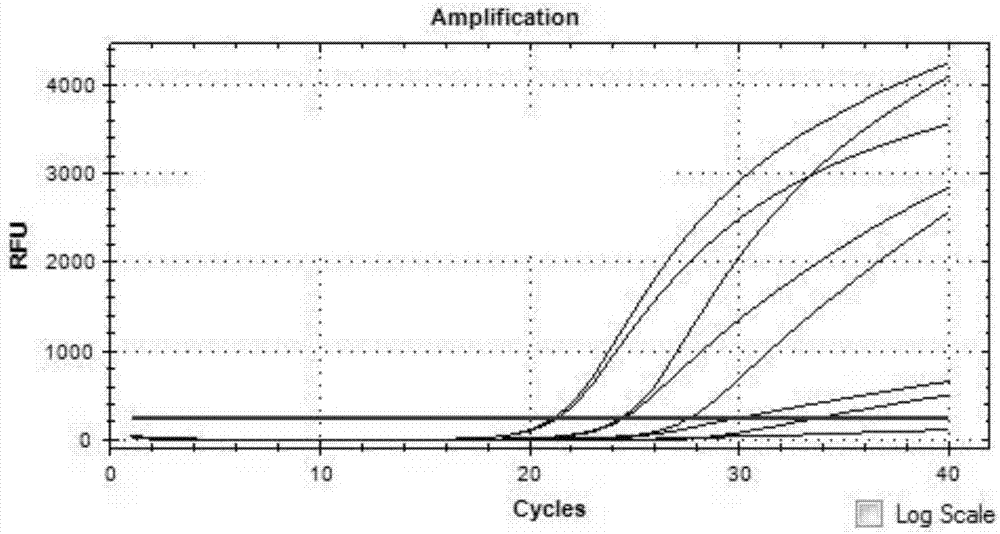 Real-time fluorescent reverse transcription PCR detection primer, probe, detection kit and detection method for hepatitis e viruses