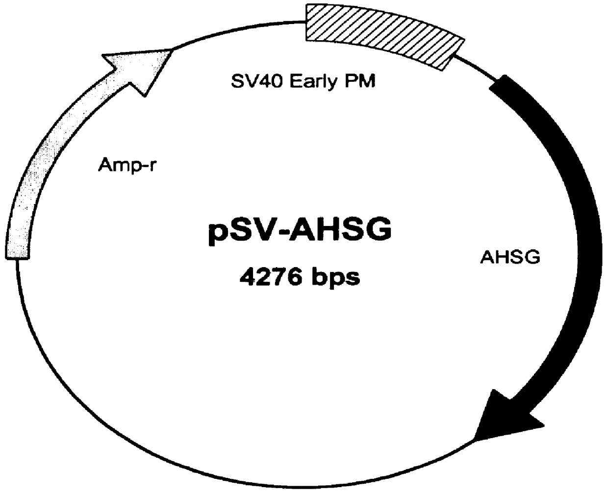 Methods and constructs for protein expression