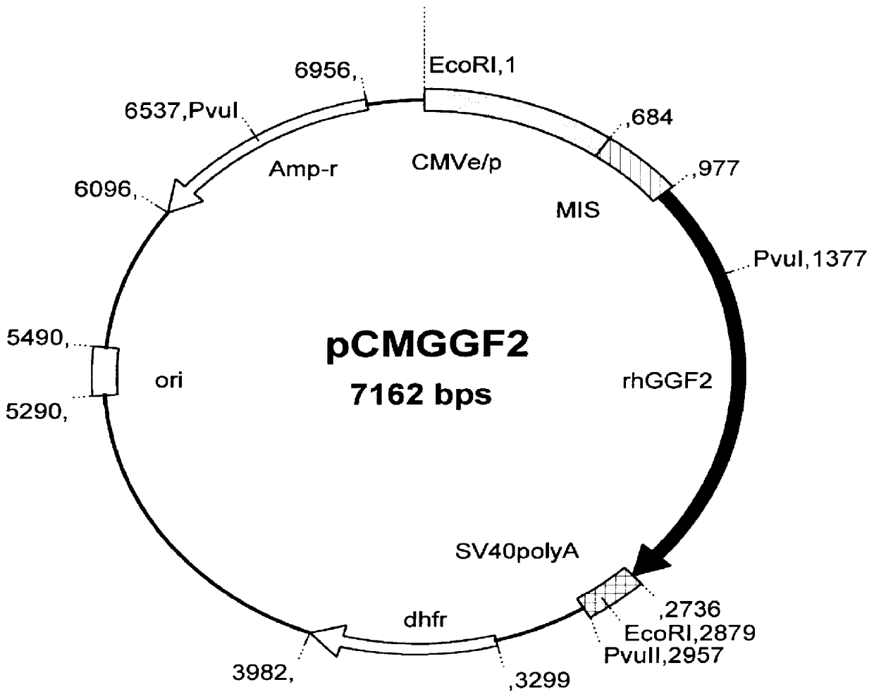 Methods and constructs for protein expression