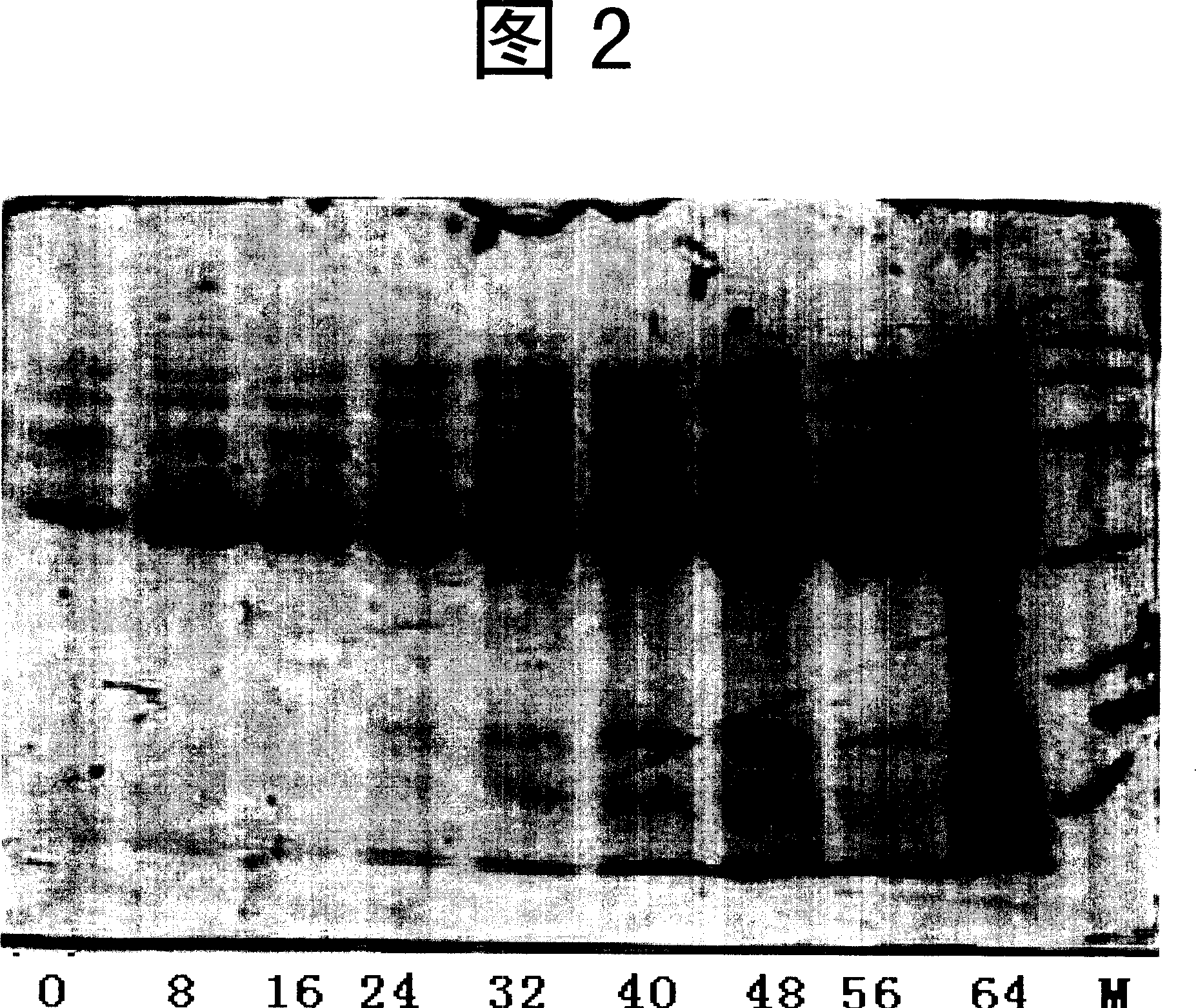 Using methanol yeast to produce human kallikrein - 1