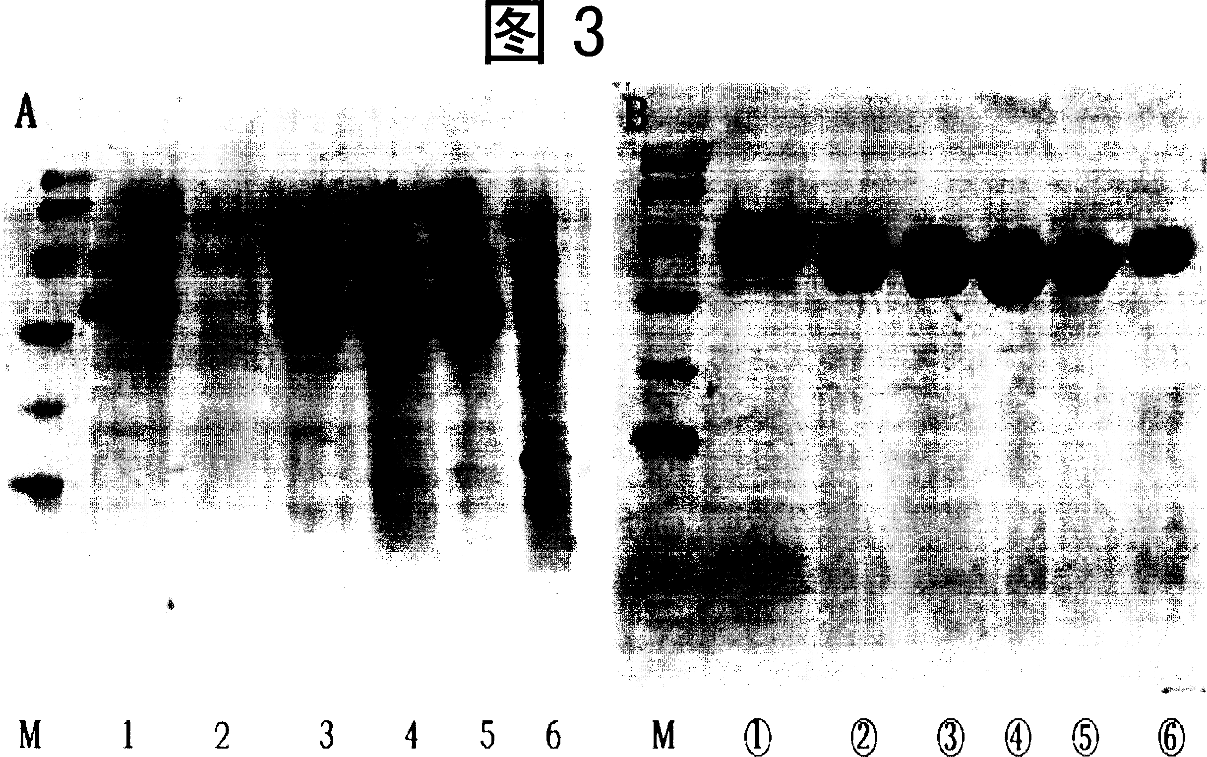 Using methanol yeast to produce human kallikrein - 1