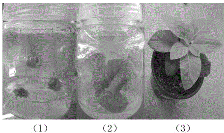 Loquat ejpfpb and method for improving tobacco sugar level by its coding gene