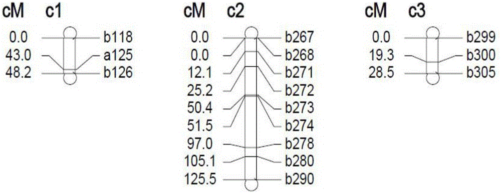 SSR mark linked with pseudoperonospora cubensis resistance main effect QTL and application of SSR mark