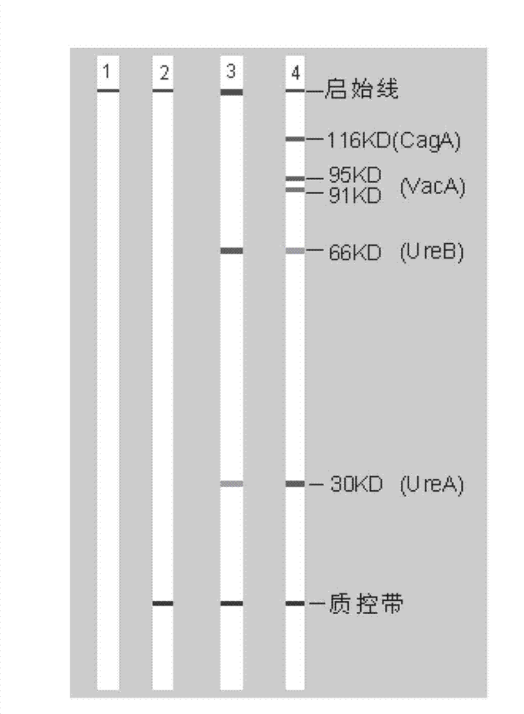 Kit for classificatory detection of helicobacter pylori