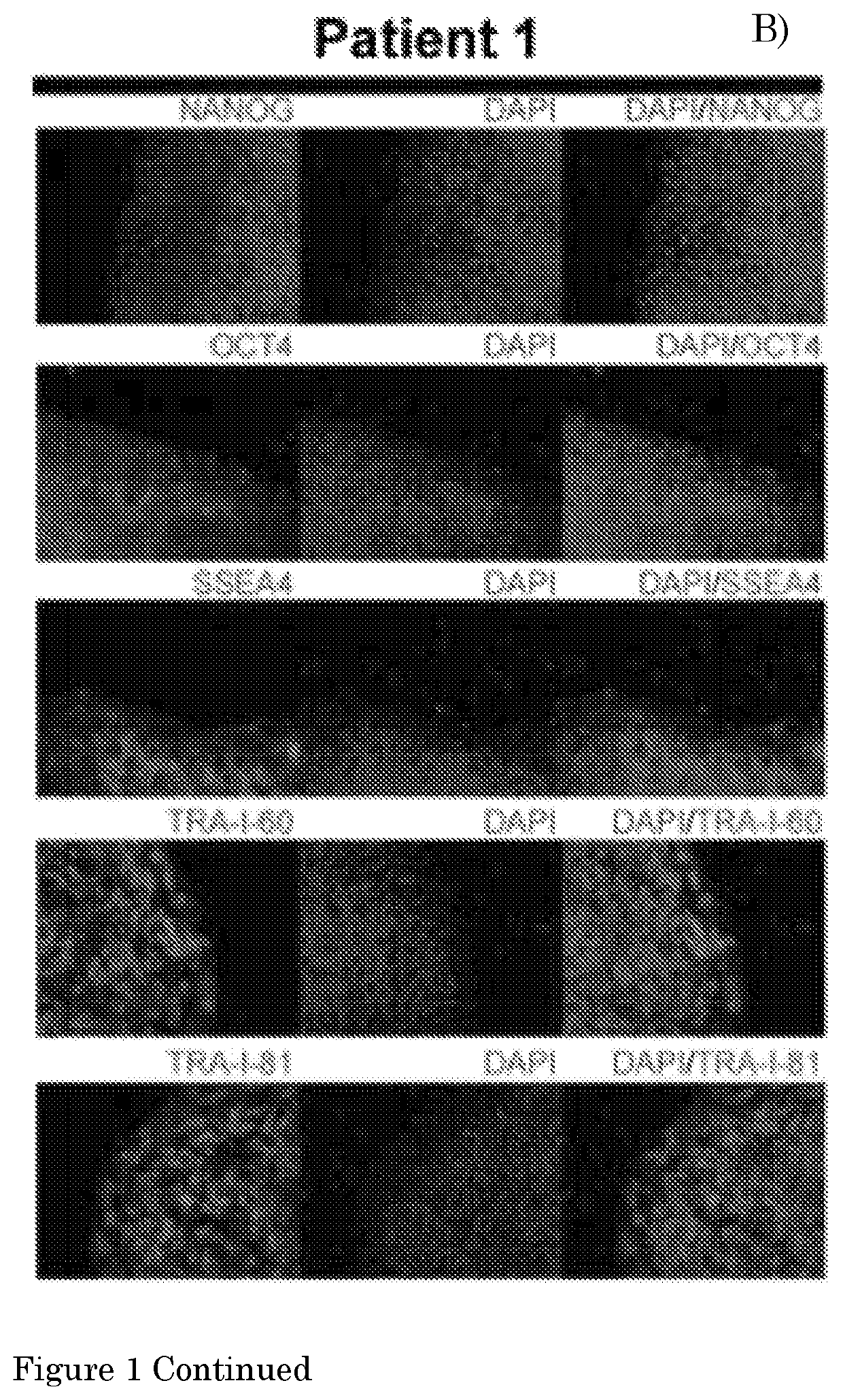 Method for culturing myogenic cells, cultures obtained therefrom, screening methods, and cell culture medium