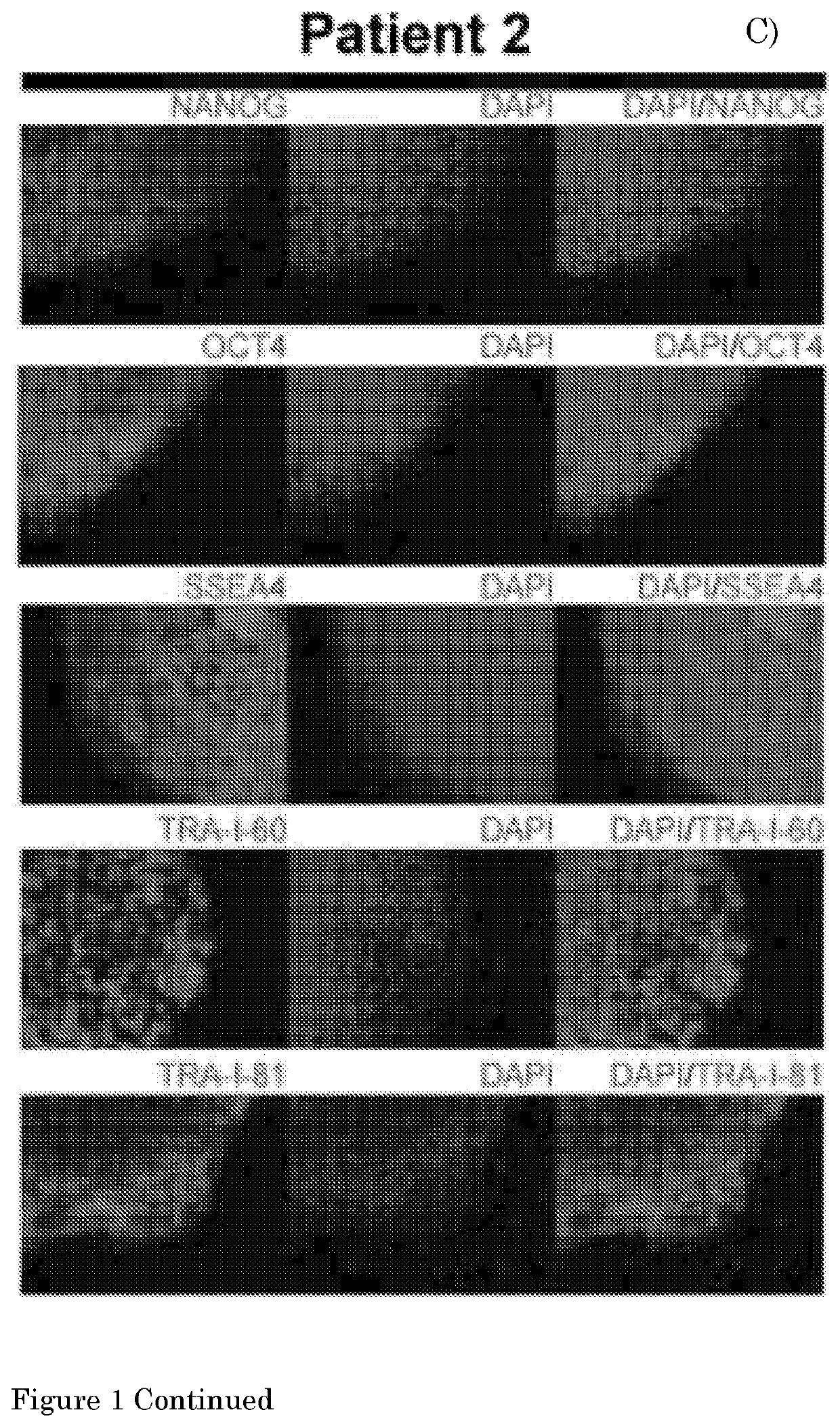 Method for culturing myogenic cells, cultures obtained therefrom, screening methods, and cell culture medium